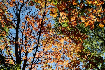 The colorful autumn leaves on the tall trees.