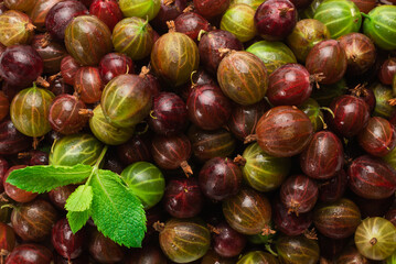 Gooseberry  as a background. Top view.