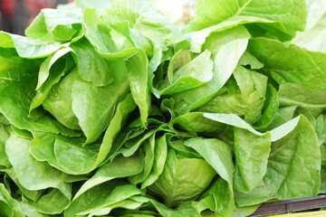 Fresh green lettuce salad close up. Organic vegetable background. Agriculture, food, healthy eating concept.