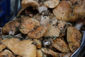 Fresh mushrooms in basket at farmers market. Organic food concept.
