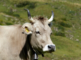 Bull with horns in the Bavarian mountains, Germany