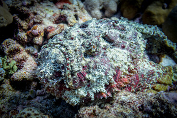 Fototapeta na wymiar Portrait of poisonous disguising stonefish in all colors on the bottom in the Indian ocean
