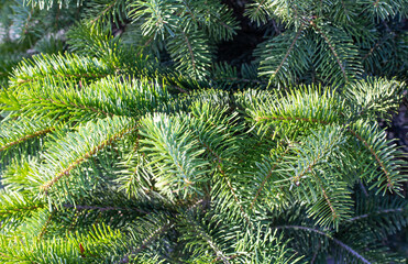natural background of green thorny spruce branches. Christmas texture, pattern