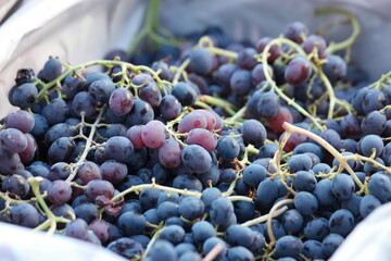Close up bunch of ripe grape on market stall. Red wine grape background. Healthy fruit harvest close up.
