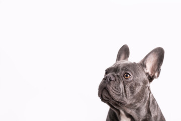 french bulldog portrait looking up