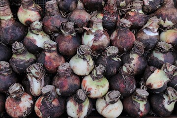 Amaryllis Bulbs