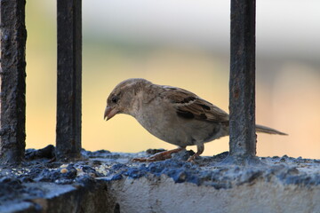 Bird on a fence