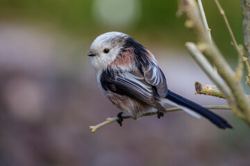 Schwanzmeise (Aegithalos caudatus)