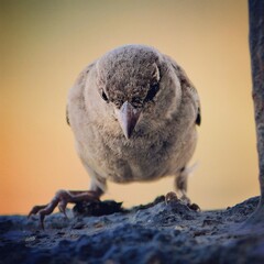 grey crowned sparrow