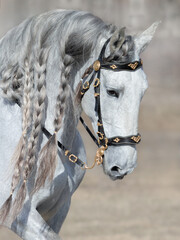 Andalusian light gray horse with long mane.