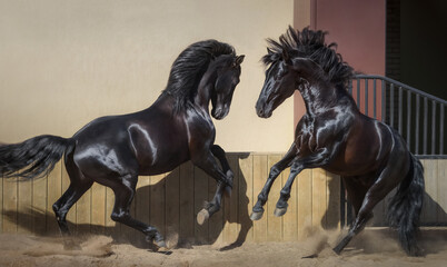 Two black Spanish horses playing together in paddock.