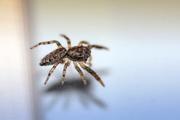 Springspinne 2