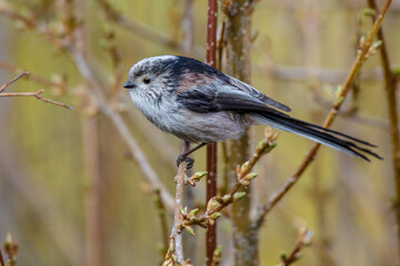 Schwanzmeise (Aegithalos caudatus)