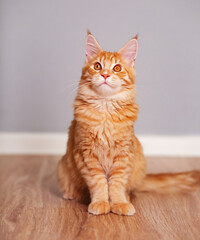 Fototapeta premium Beautiful red solid maine coon serious kitten sitting and dreaming with thinking eyes and looking up. Closeup