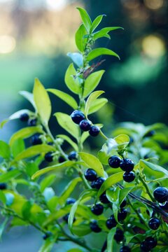 Branch Of A Blackcurrant Bush