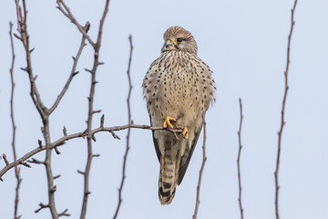 Turmfalke (Falco tinnunculus) Weibchen