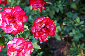 pink rose flowers close up on nature background