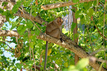 Naklejka na ściany i meble The macaques in the tree - Koh Aleil Island - Thailand