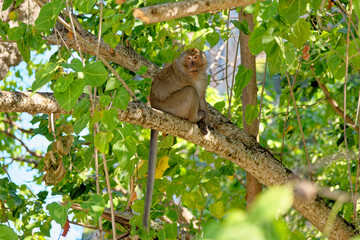 Naklejka na ściany i meble The macaques in the tree - Koh Aleil Island - Thailand