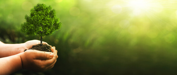 Hand holding green big tree growing on sunny green nature background.  Environment world earth day....