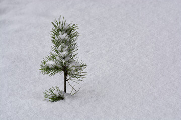 Snow covered small pine tree