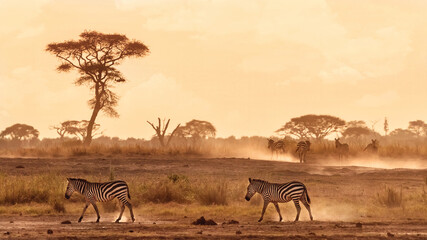 Zebras walking in the dust of Amboseli, Kenya © Rixie