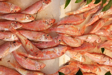 Red fish stacked on ice at fish market. Fresh red snapper fish at fish market. Top view.