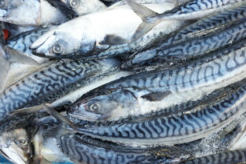Frozen mackerel fish at seafood market. Pile of mackerel fish on shop display.