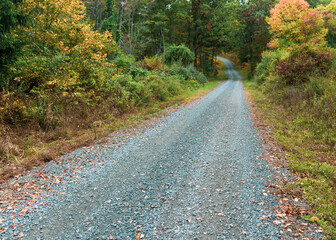 road in autumn forest