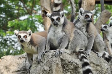 Obraz premium Ring-tailed lemur