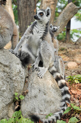 Ring-tailed lemur