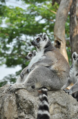 Fototapeta premium Ring-tailed lemur
