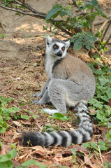 Obraz premium Ring-tailed lemur