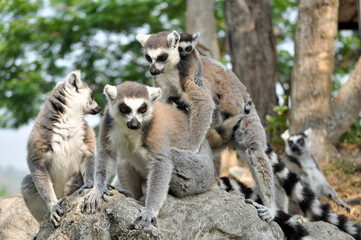 Ring-tailed lemur