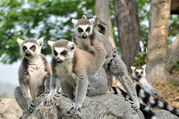 Ring-tailed lemur