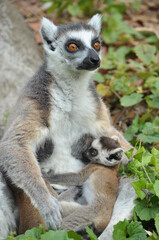 Naklejka na ściany i meble Ring-tailed lemur