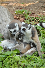 Ring-tailed lemur