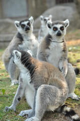 Ring-tailed lemur