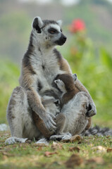 Obraz premium Ring-tailed lemur