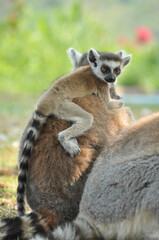 Ring-tailed lemur