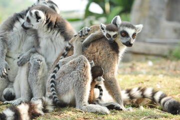 Ring-tailed lemur
