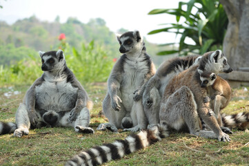 Ring-tailed lemur