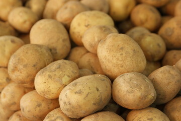 Pile of raw potatoes harvest close up. Detailed view of heap of farm vegetables. Organic farming concept.