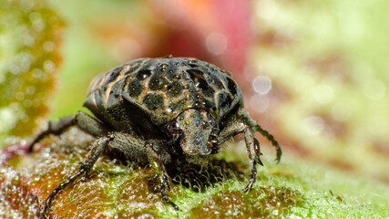 Macro photography, details of a small beetle wet with dew on green leaves, shallow depth of field, selective photo.