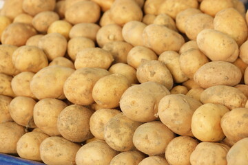 Young potatoe harvest close up. Pile of potatoes at farmers market. Food production industry.