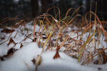Trockenes Gras im Schnee, Hintergrund für Winter mit echtem Schnee im Wald