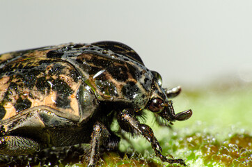 Macro photography, details of a small beetle wet with dew on green leaves, shallow depth of field, selective photo.