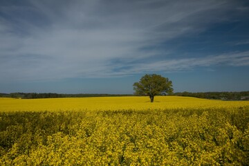 single tree on a bright yellow rapeseed field in spring