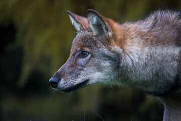 Obraz premium Portrait of a wolf cub looking alertly