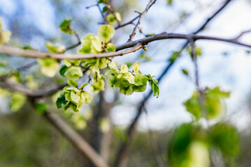 Interesting blooming tree species with colorful colorful buds in spring or in summer at the appropriate time of the year. Unusual inflorescences of different shapes
